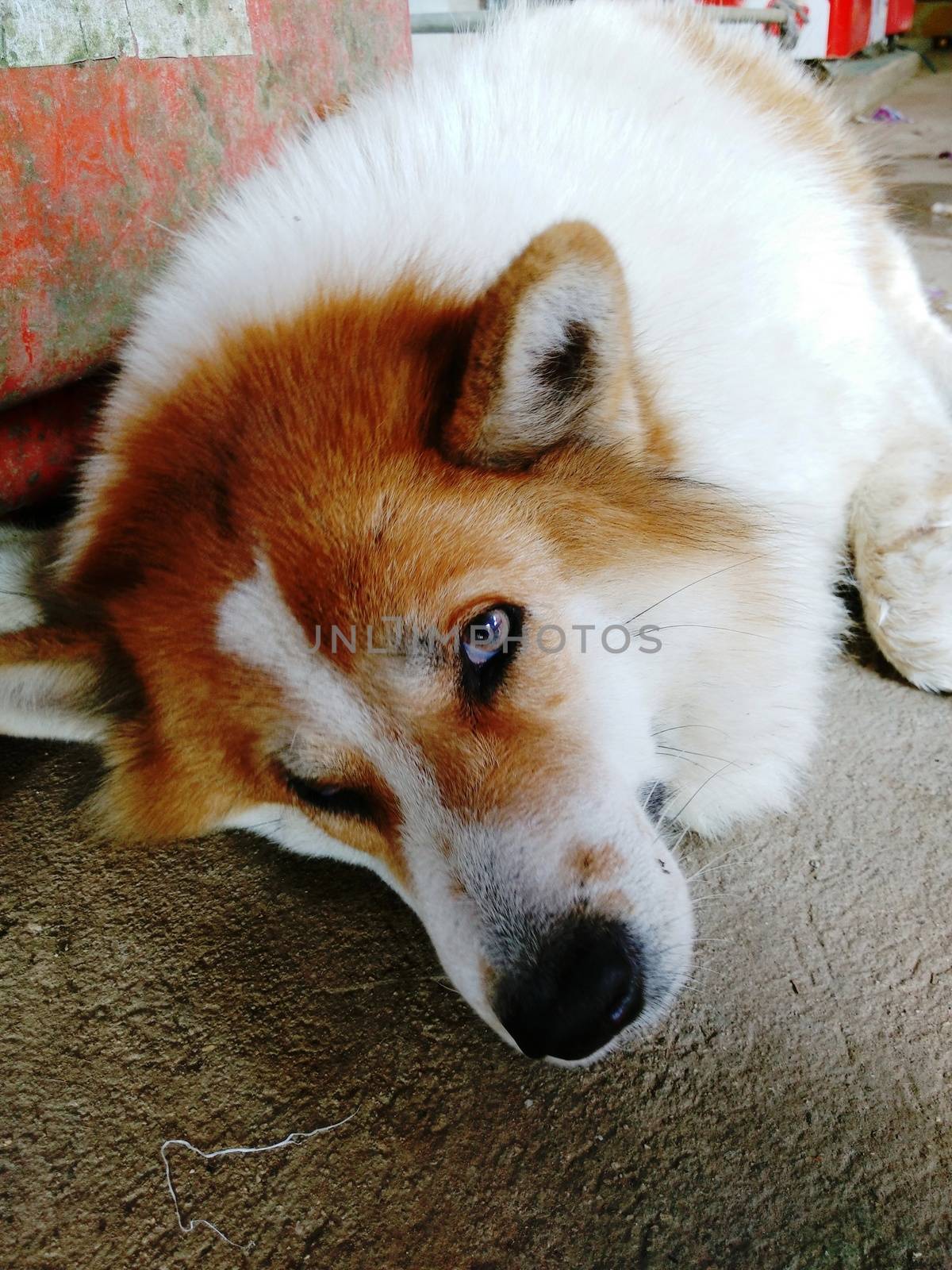 White and Brown Dog in Sleepy Emotion