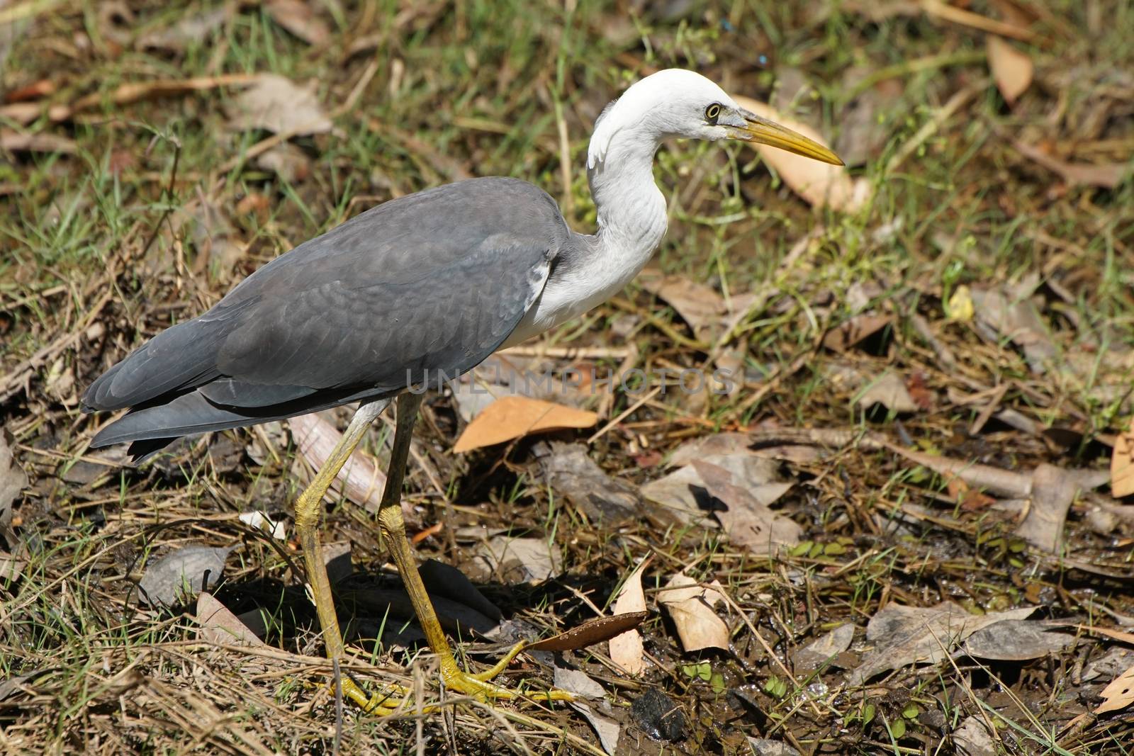 White-necked heron, Kakadu National Park, Australia