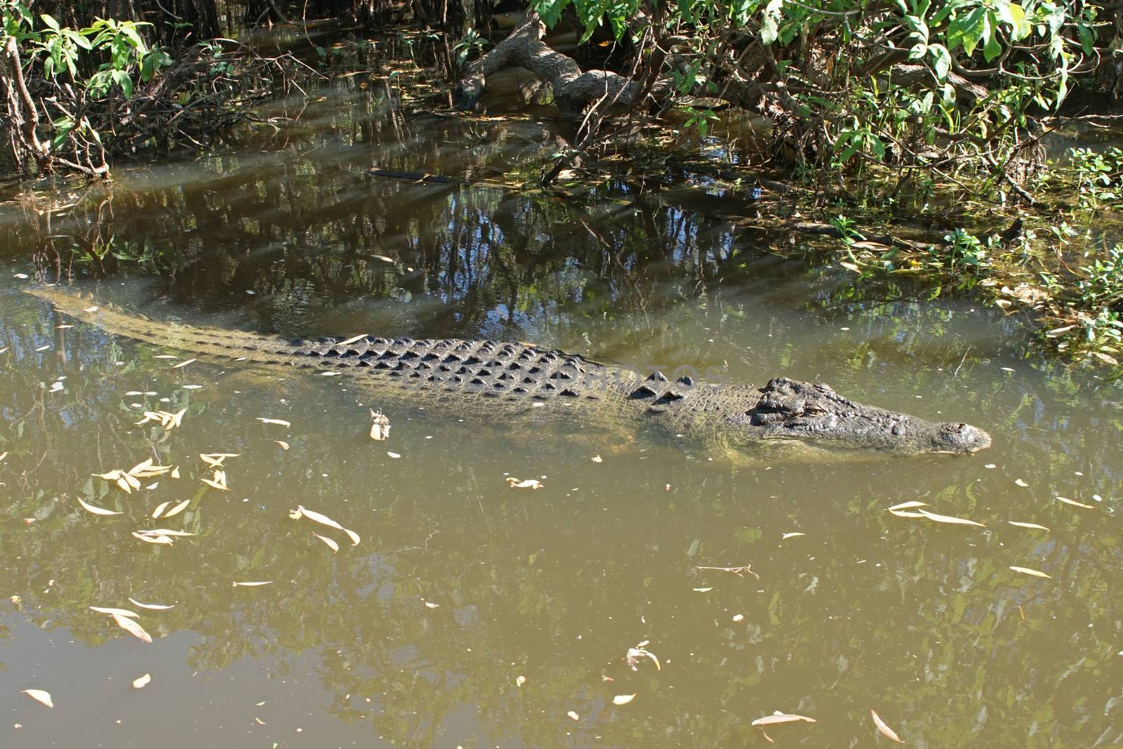Saltwater Crocodile, Kakadu National Park, Australia