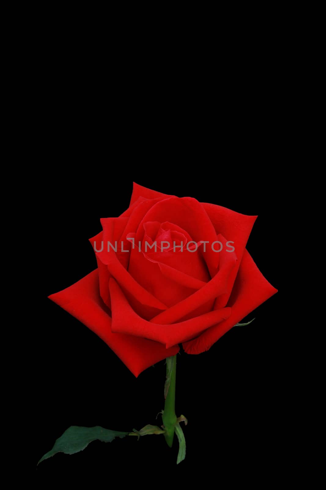 Red rose flower side view isolated on black screen.