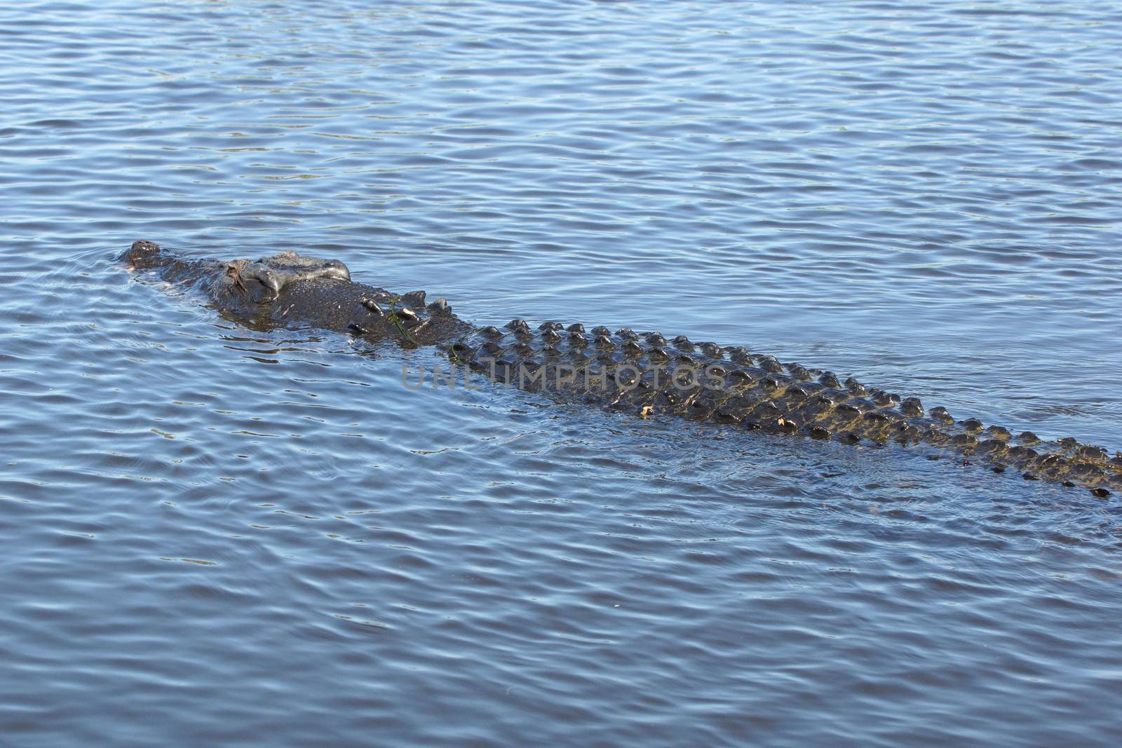 Saltwater Crocodile, Kakadu National Park, Australia