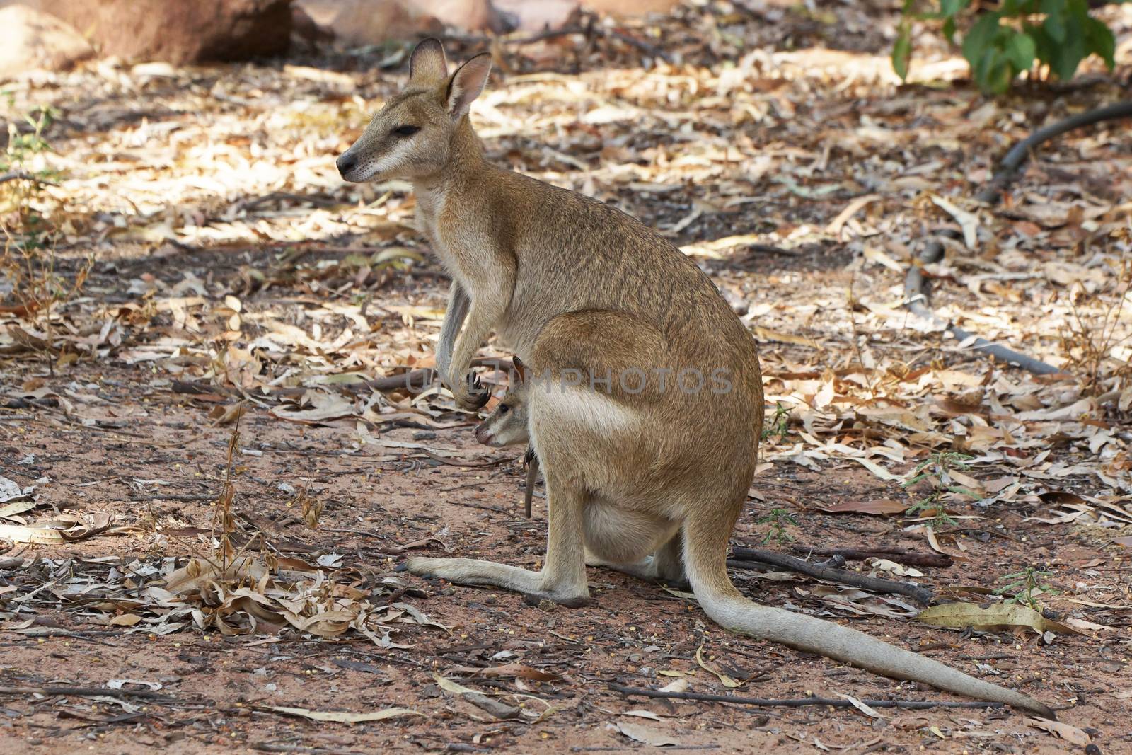 Wallaby with a joey in its pouch, Nitmiluk National Park, Australia