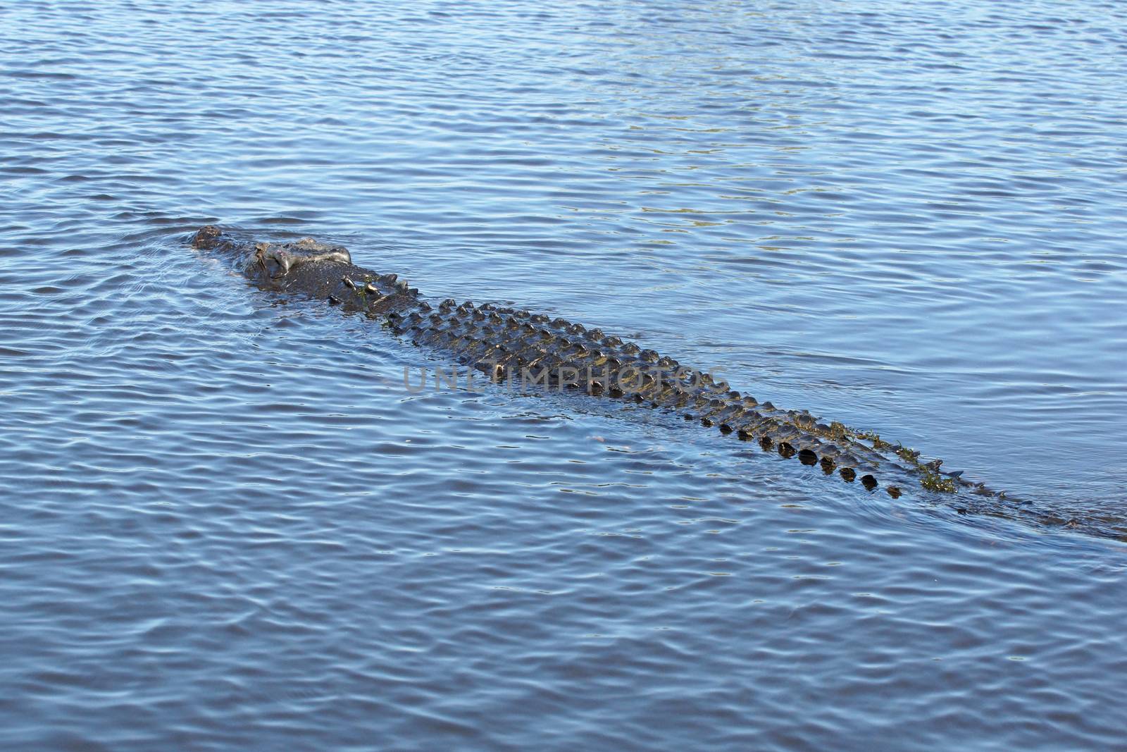 Saltwater Crocodile, Kakadu National Park, Australia