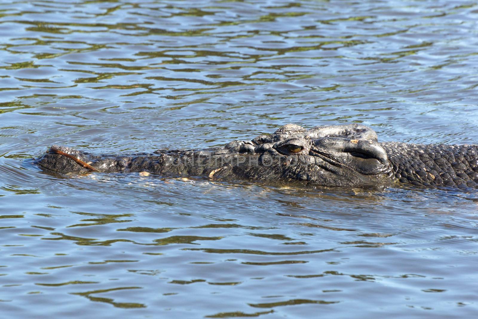 Saltwater Crocodile, Kakadu National Park, Australia