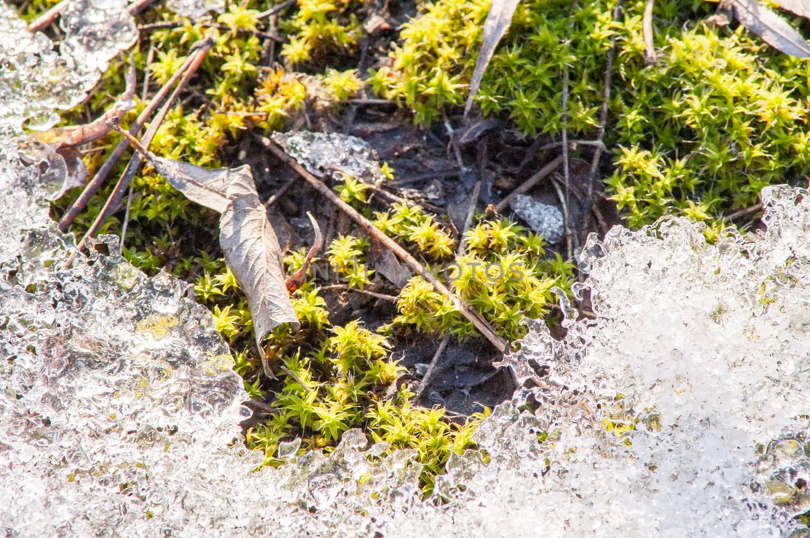 Moss Spring ice by antonius_