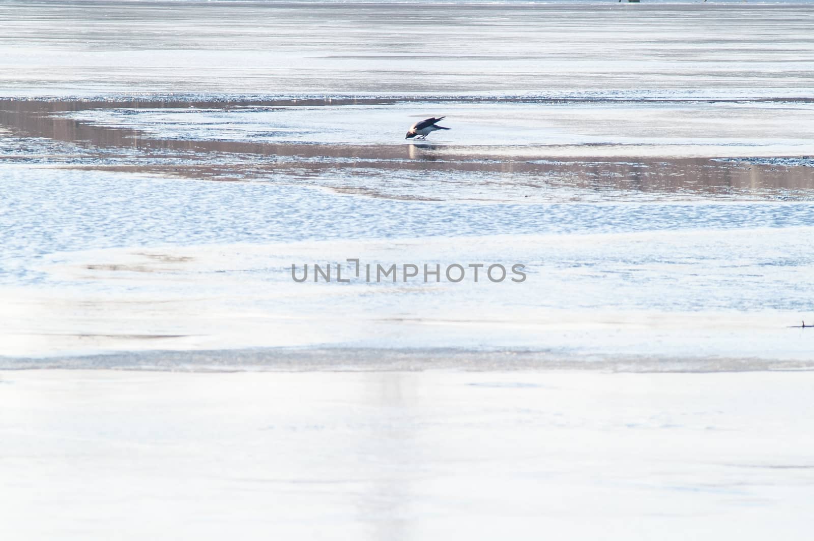 spring ice on the river to crack