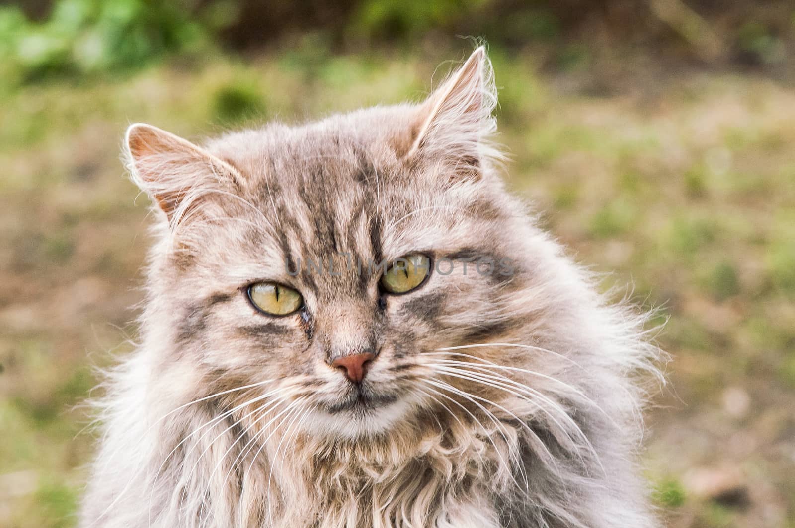 portrait of a beautiful fluffy cat closeup