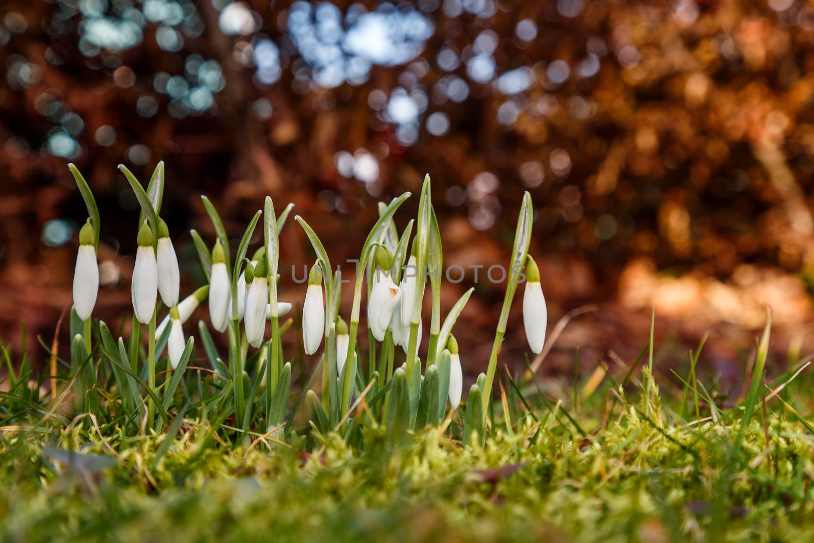 Group of beautiful fresh snowdrops in early spring