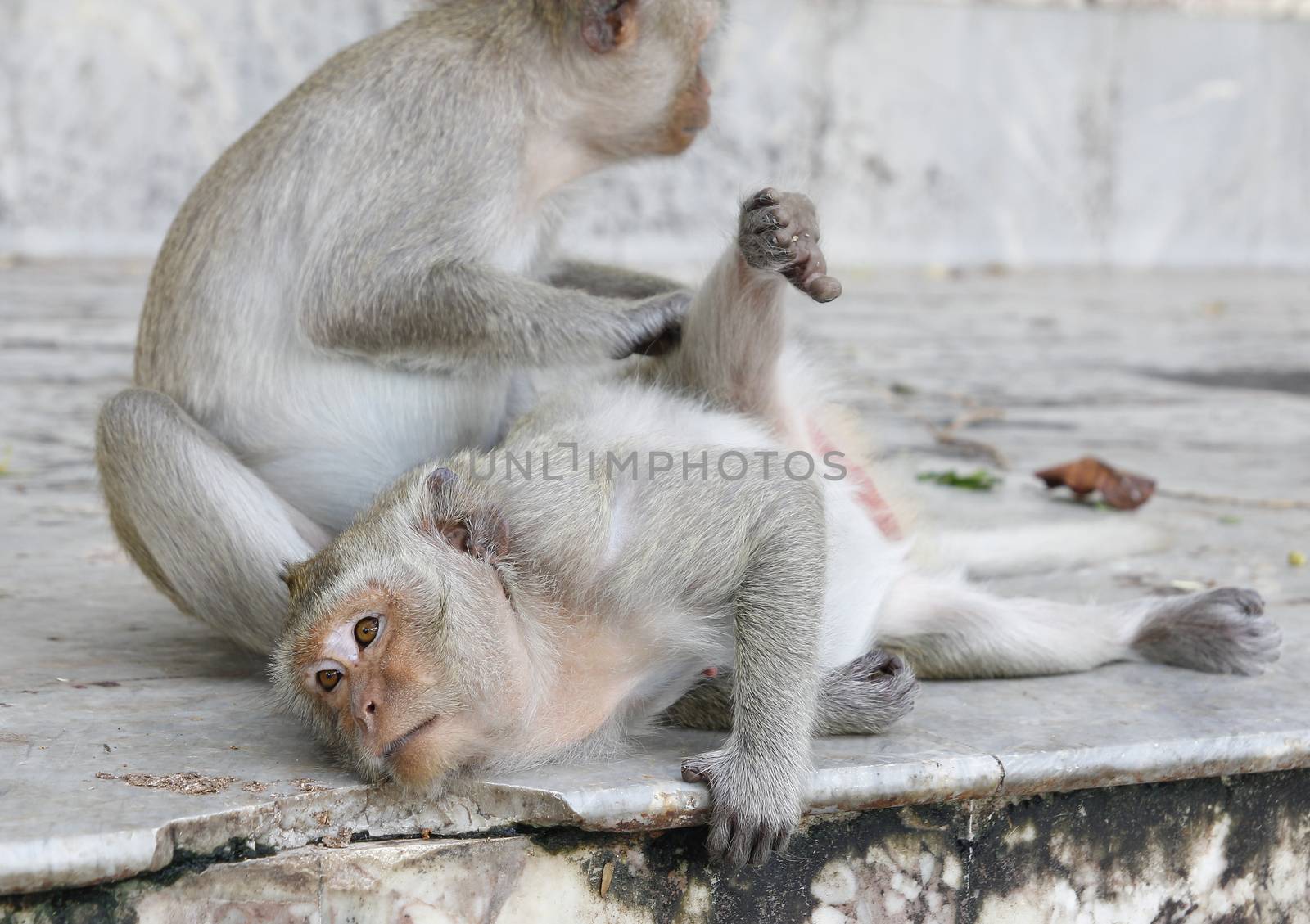 Monkey looking for fleas and ticks by pumppump
