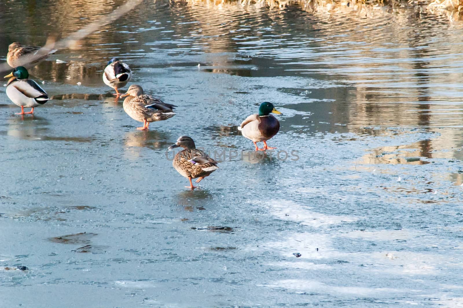 Duck on the water at sunset in spring