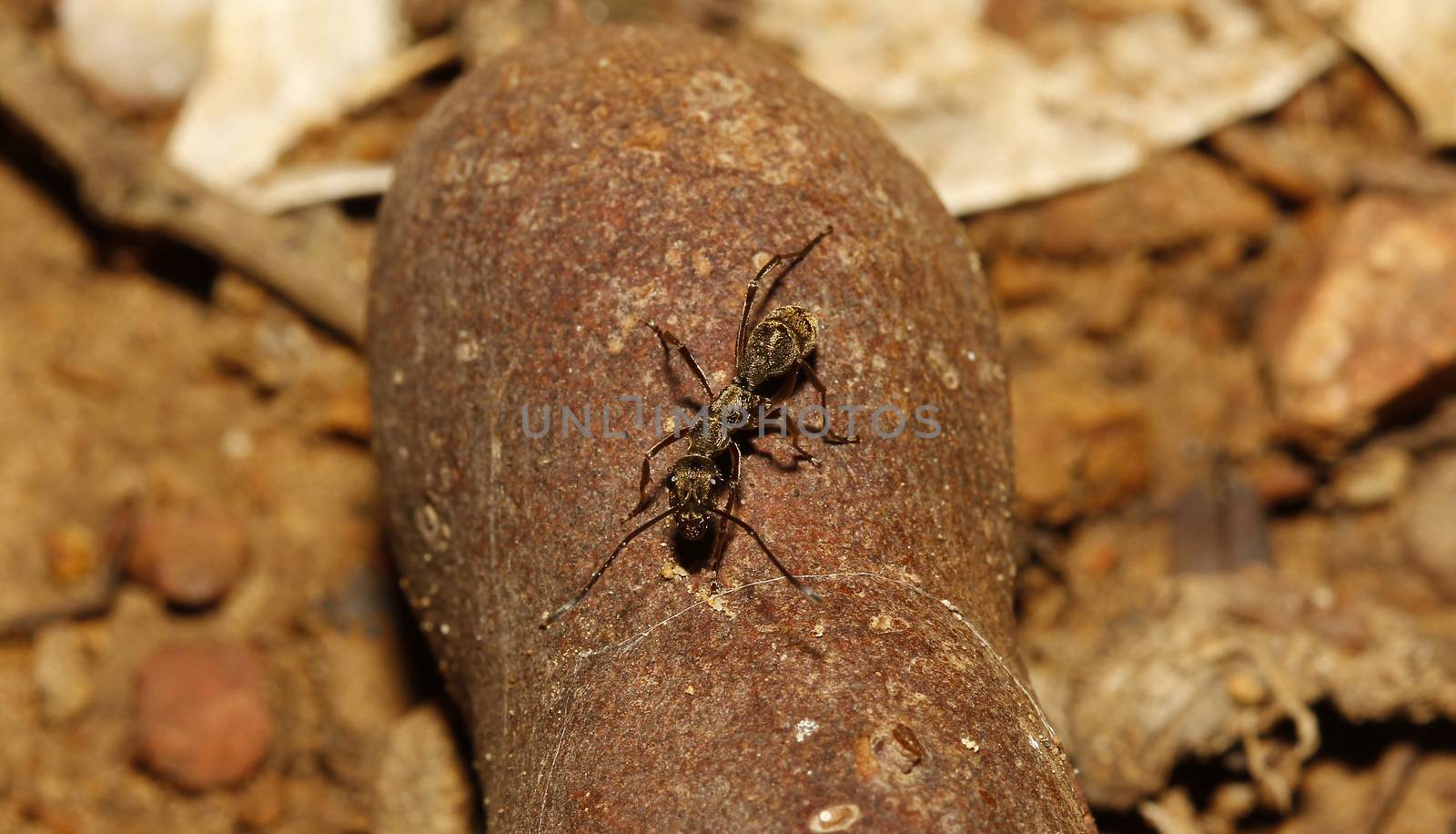 ant on tamarind in nature 