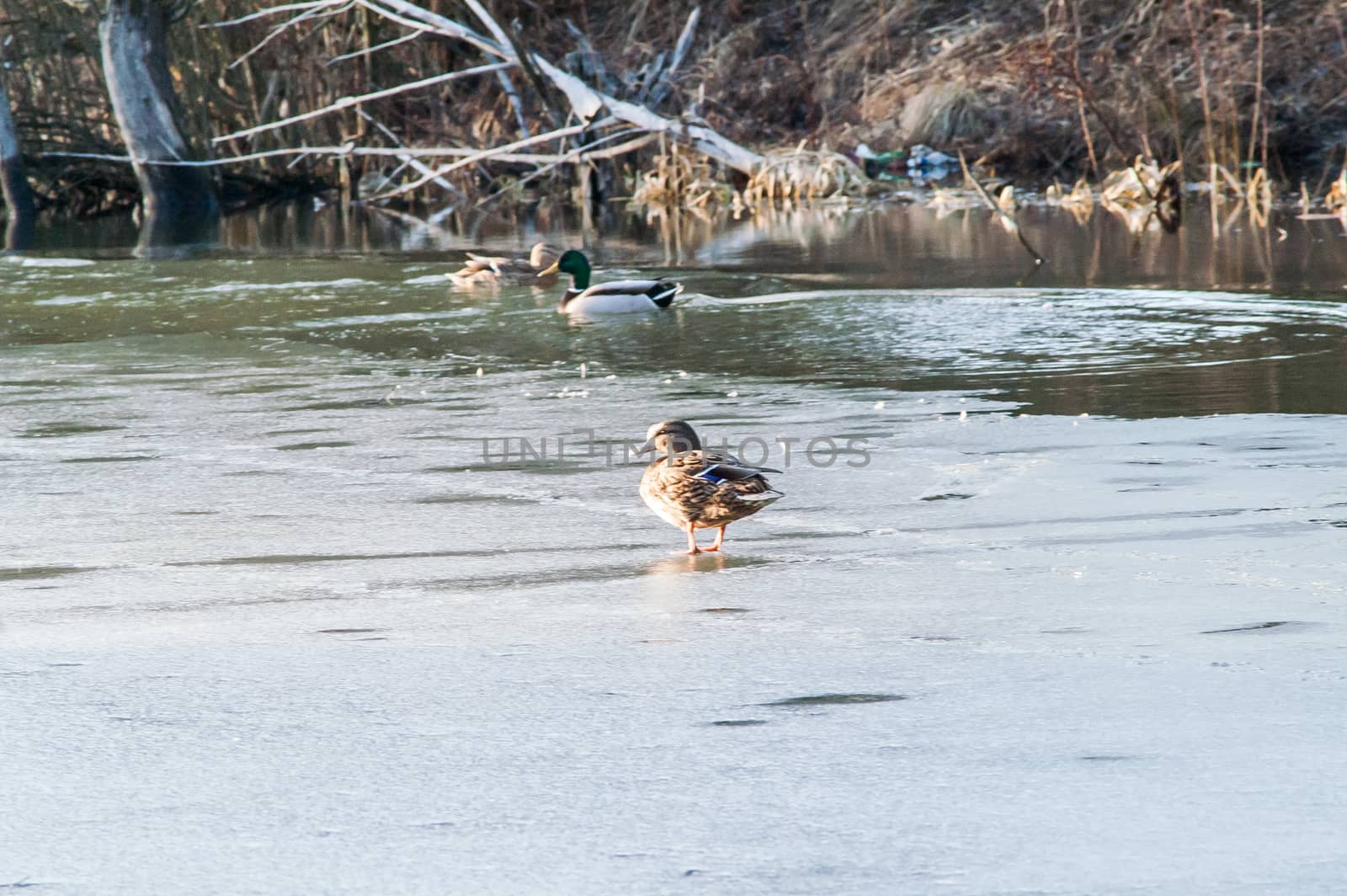 Duck on the water at sunset in spring