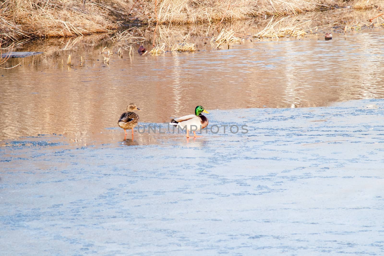 Duck on the water at sunset  by antonius_