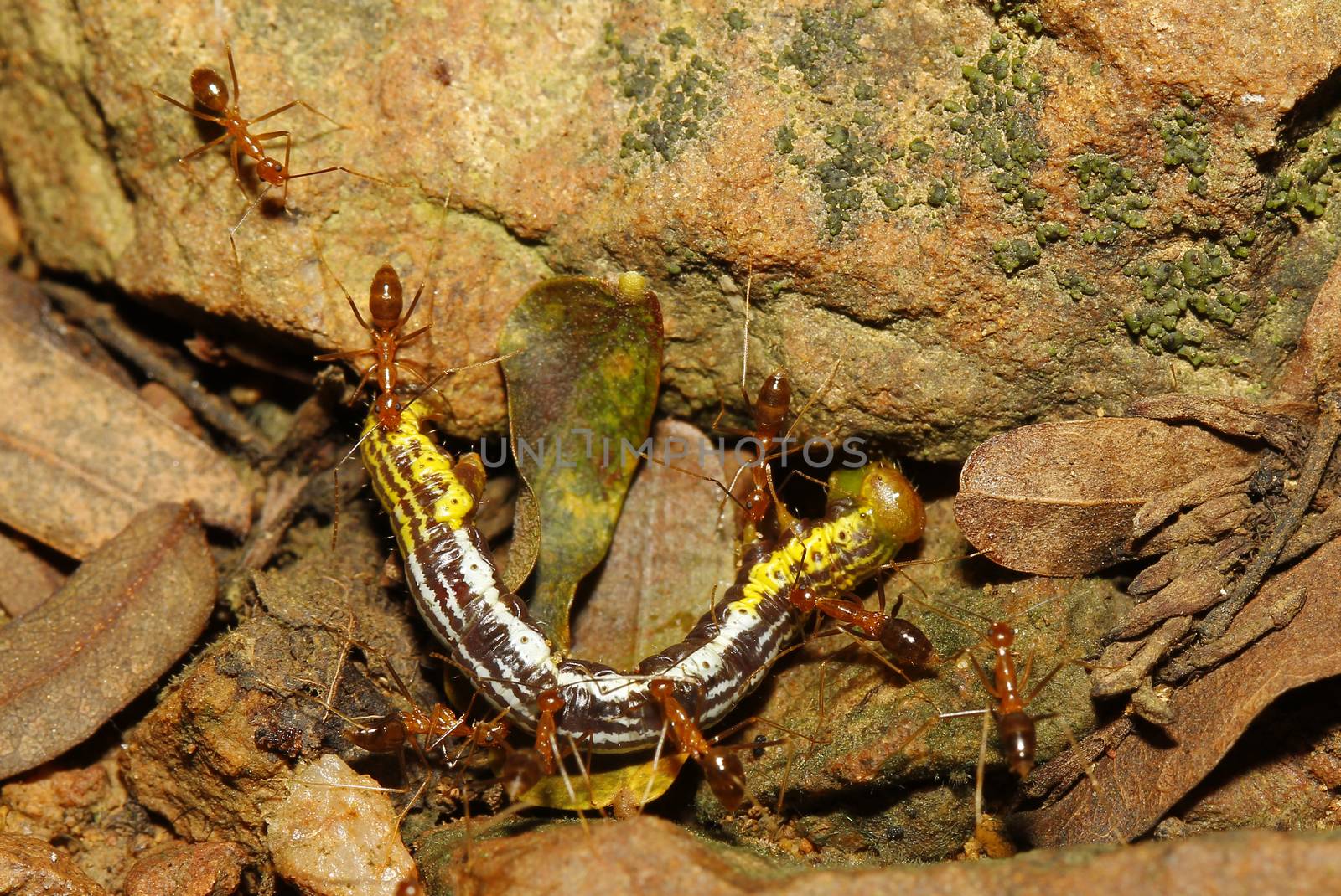 groups red ants attacking a worm in nature thailand