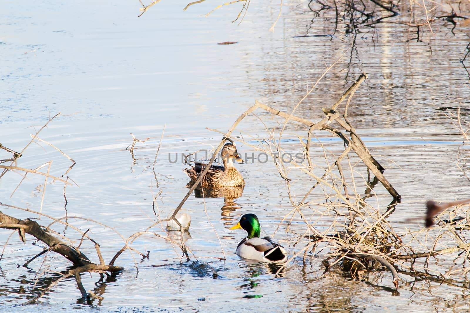 Duck on the water at sunset in spring