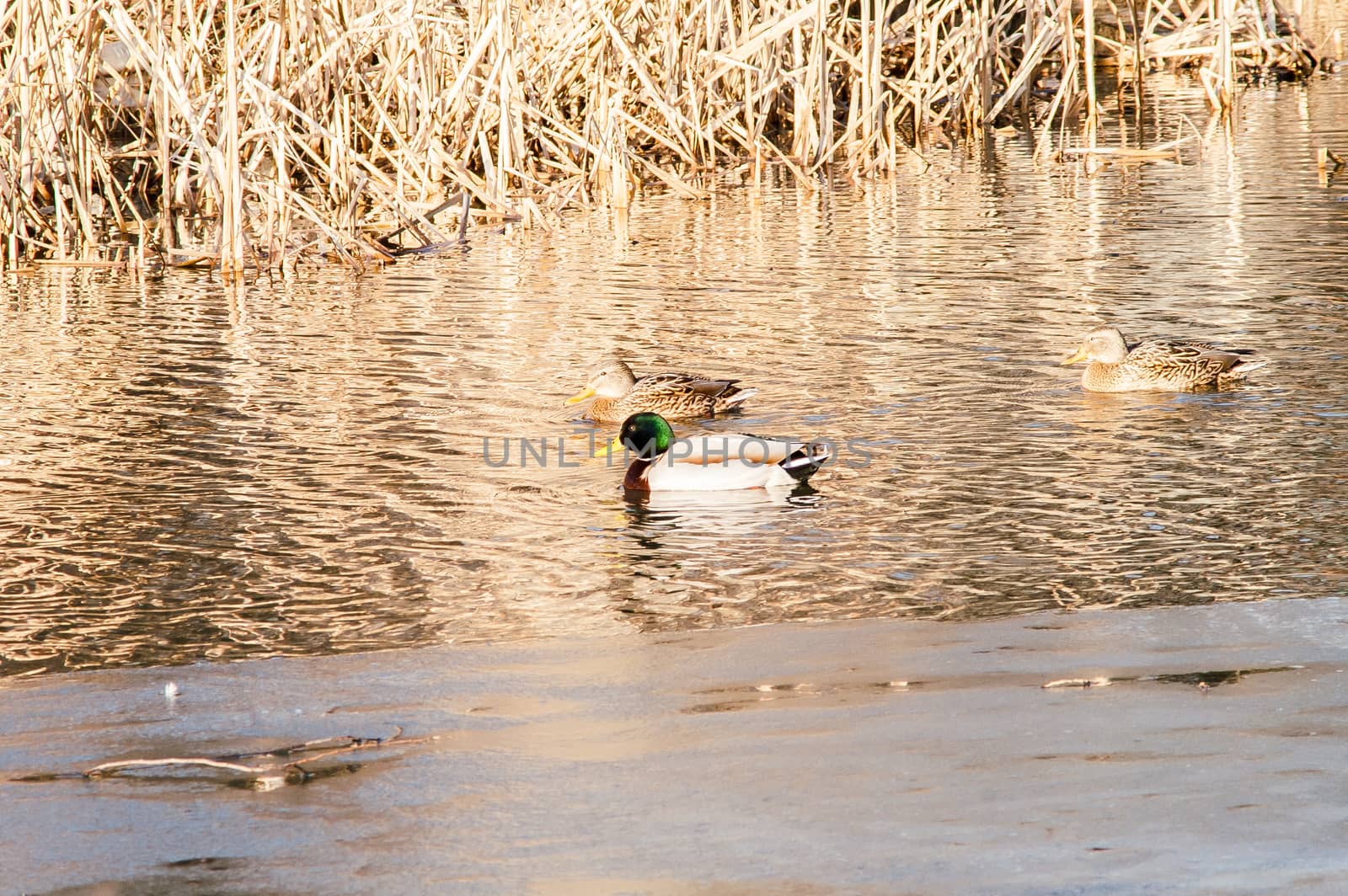 Duck on the water at sunset  by antonius_