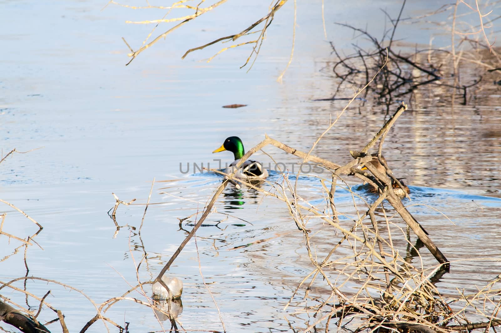 Duck on the water at sunset in spring