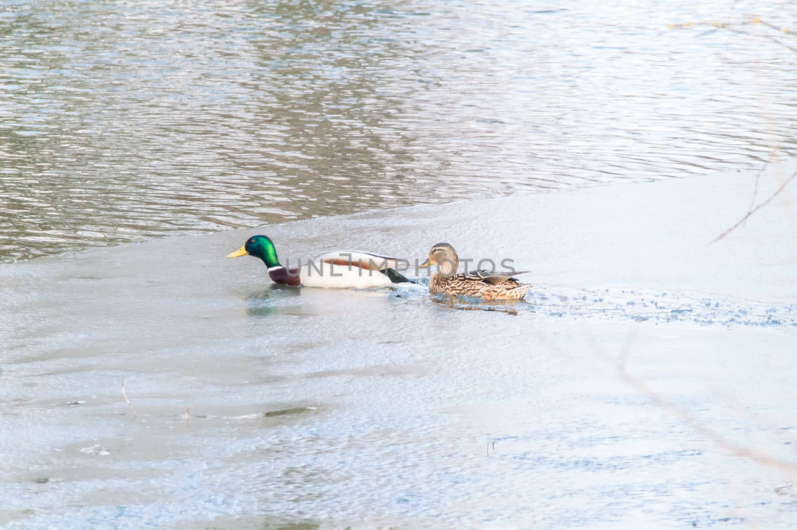 Duck on the water at sunset in spring