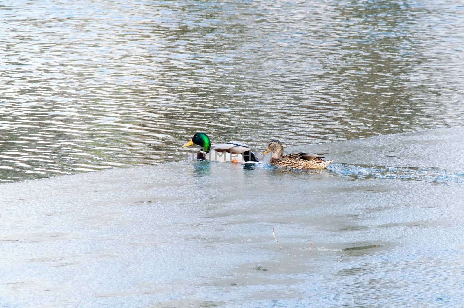 Duck on the water at sunset in spring