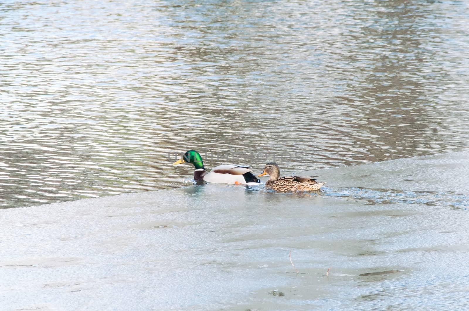 Duck on the water at sunset in spring