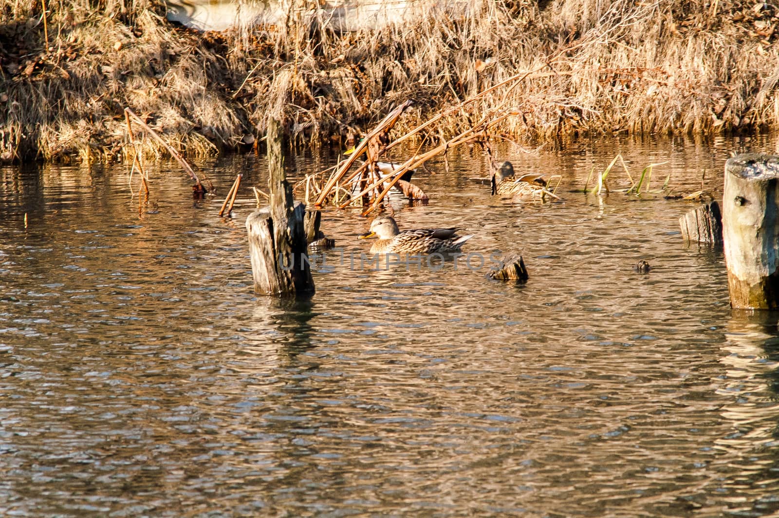 Duck on the water at sunset  by antonius_