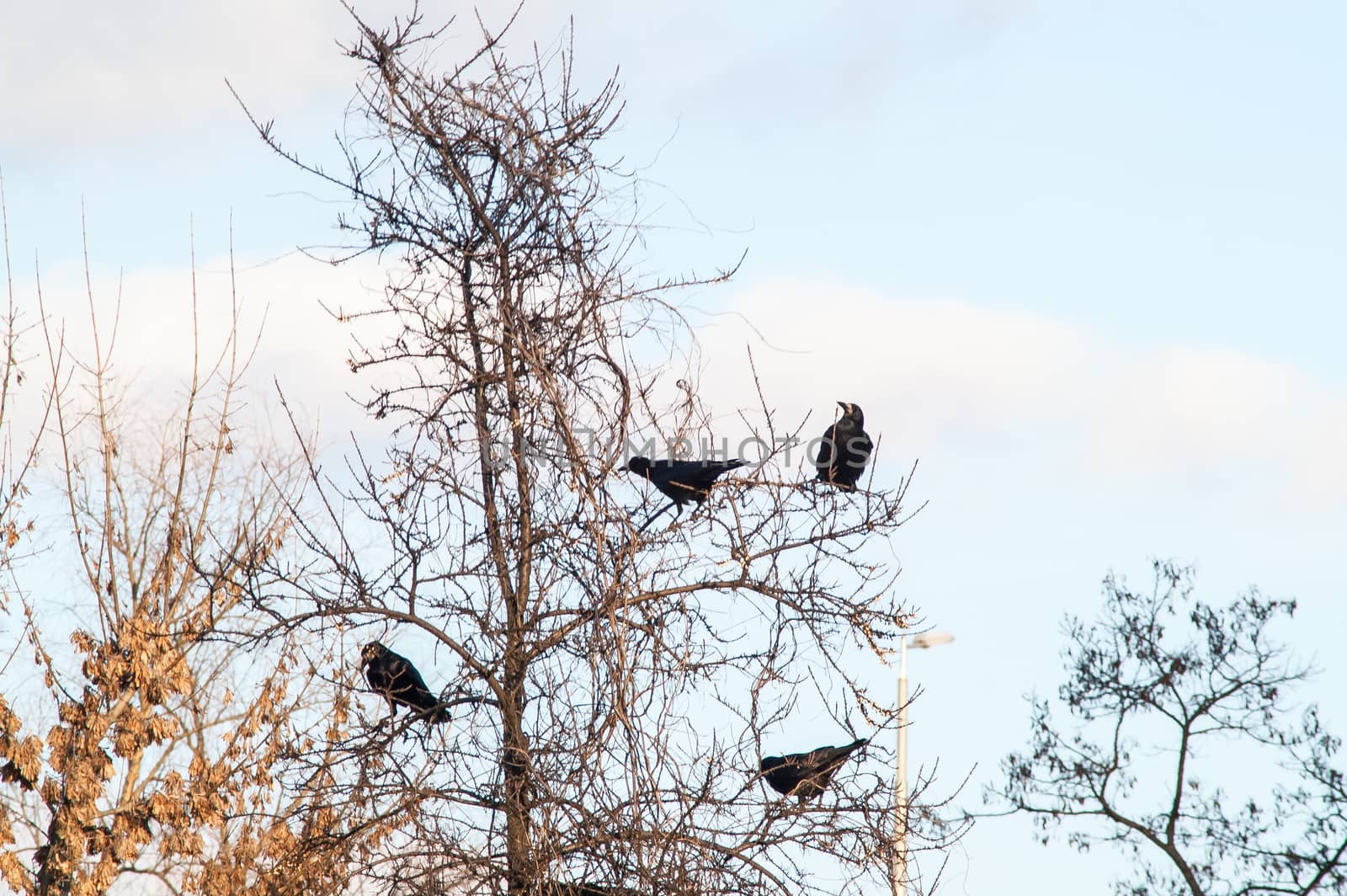 raven and a group sitting in a tree