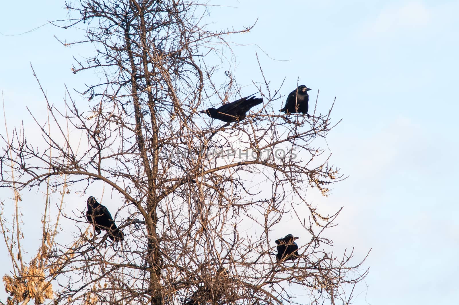 raven and a group sitting in a tree