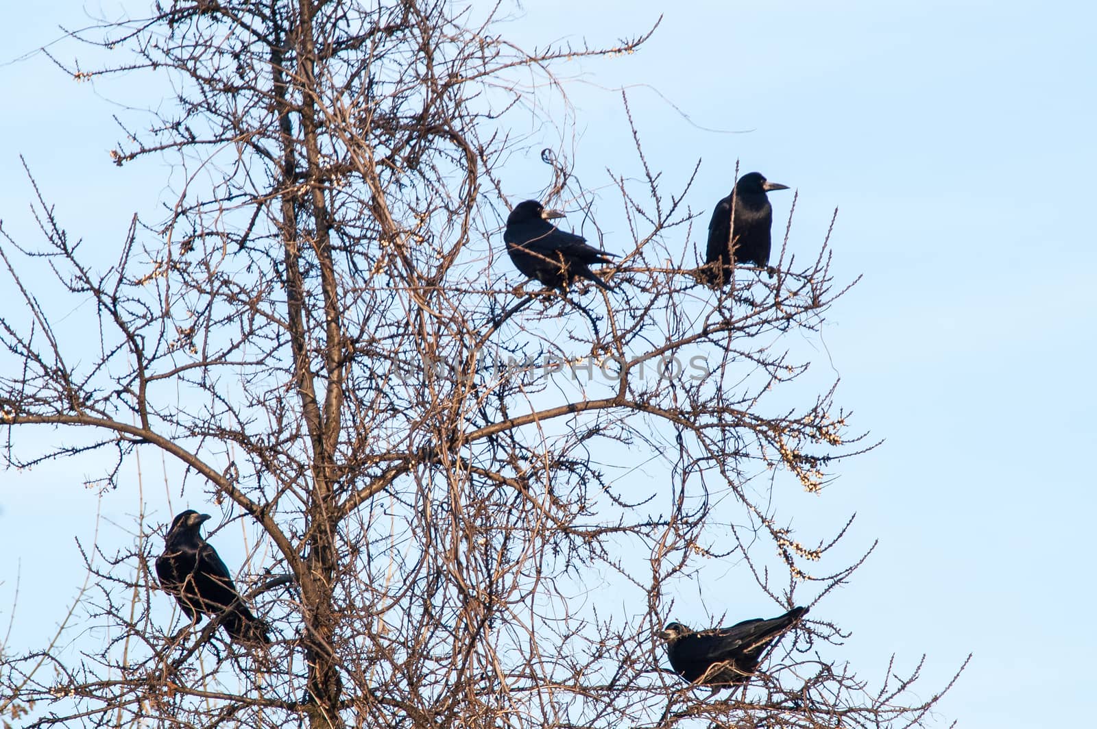 raven and a group sitting in a tree