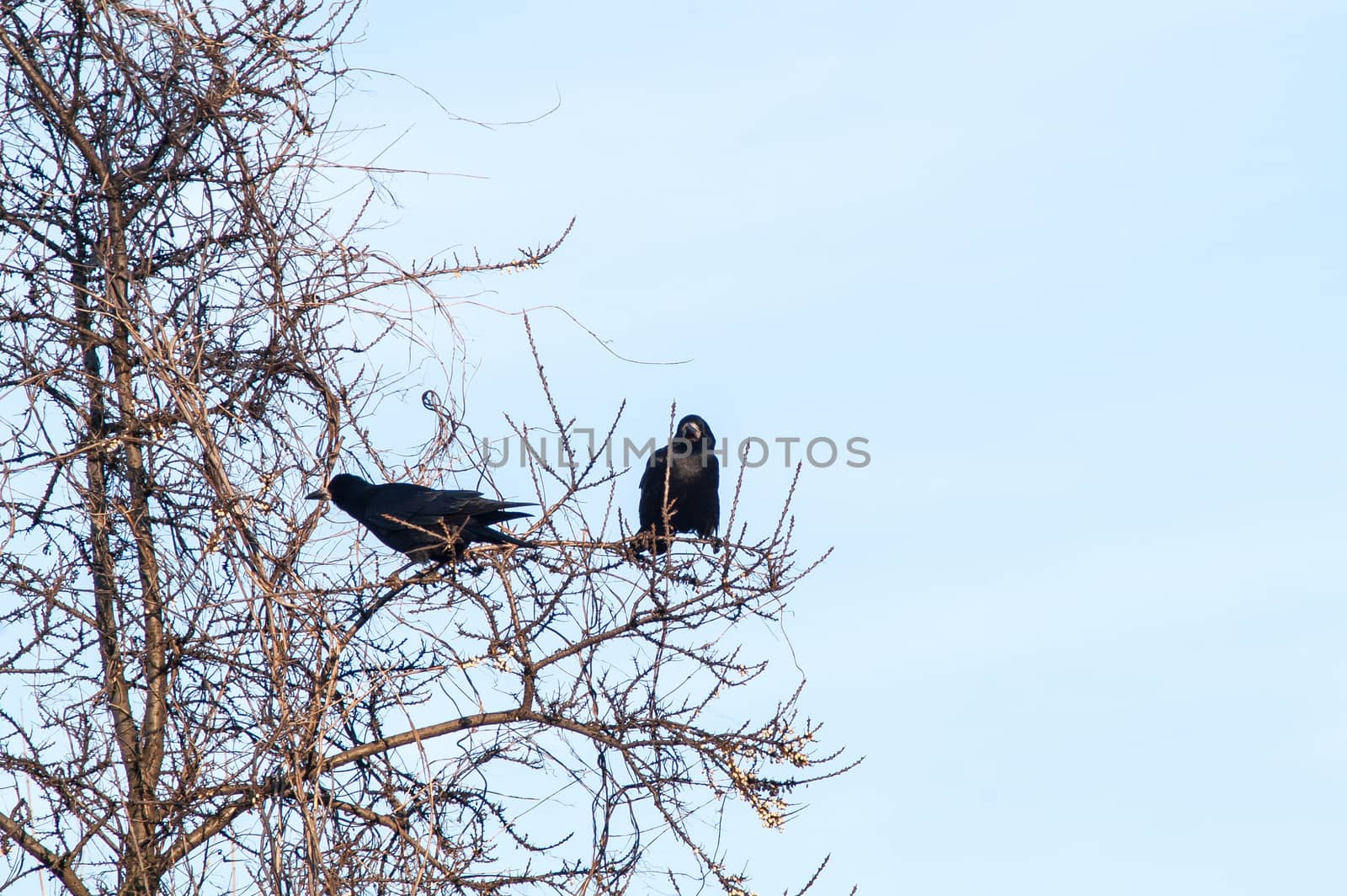 raven and a group sitting in a tree