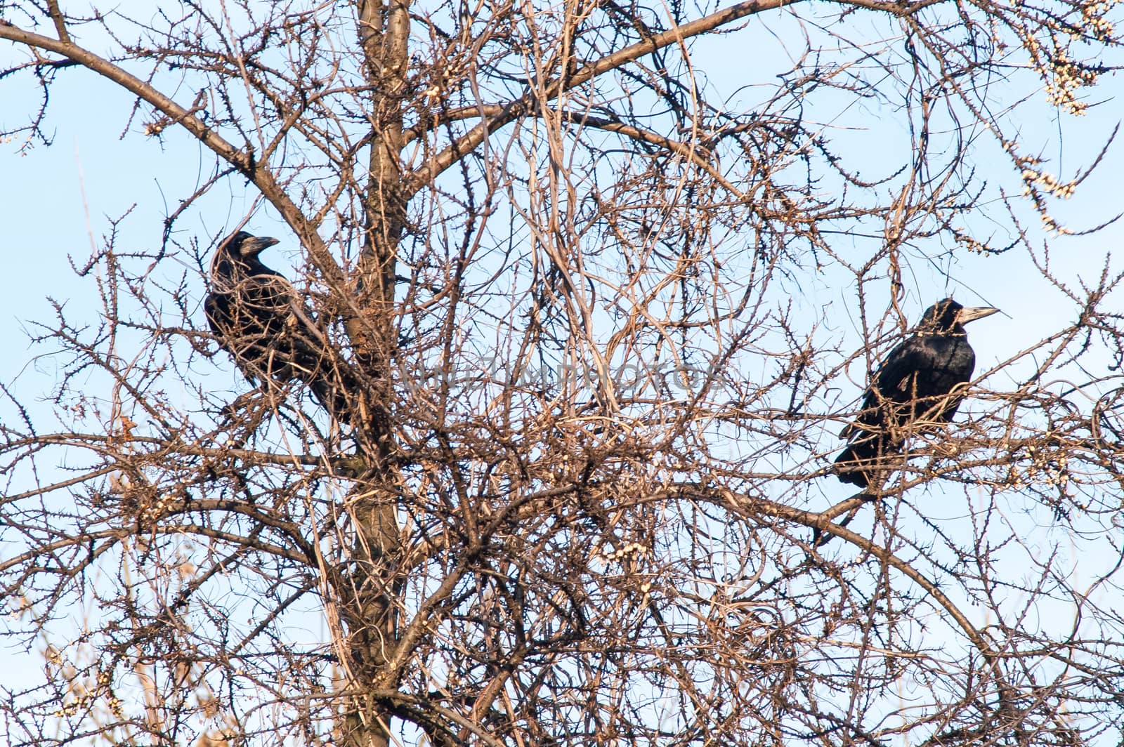 crow on tree by antonius_