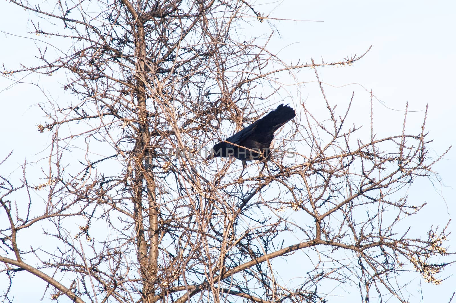 raven and a group sitting in a tree