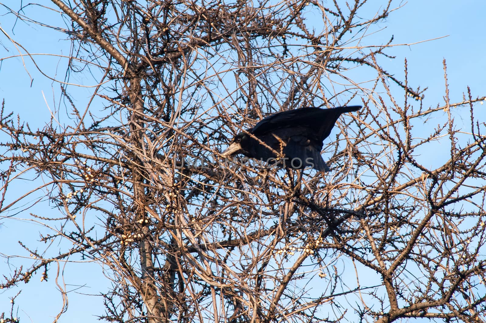 raven and a group sitting in a tree