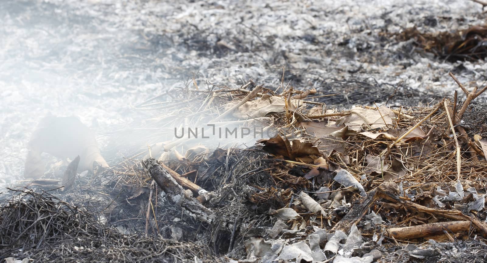 fire burning dry tree branches