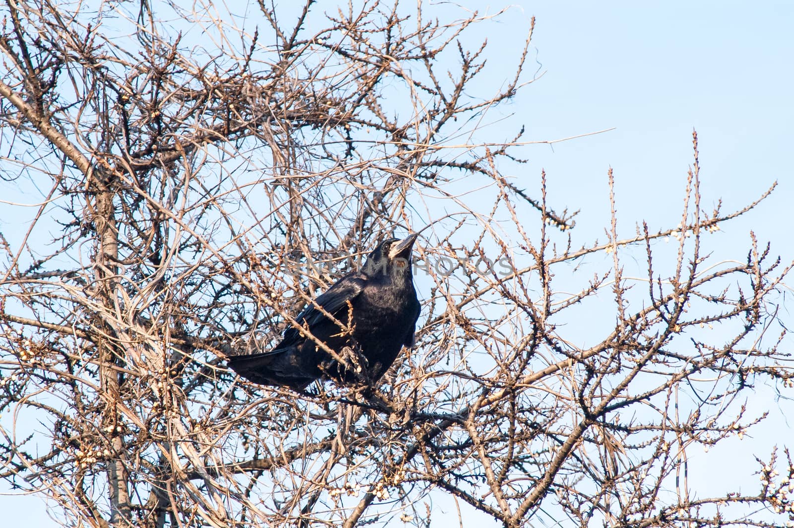 raven and a group sitting in a tree