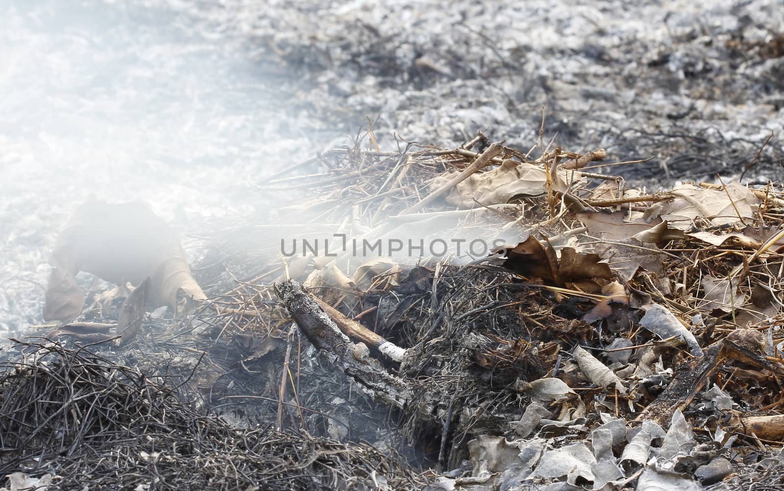 fire burning dry tree branches