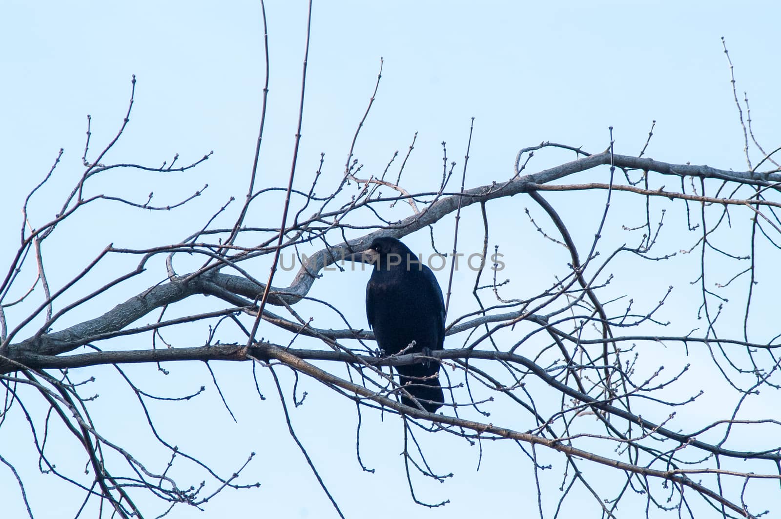 crow on tree by antonius_