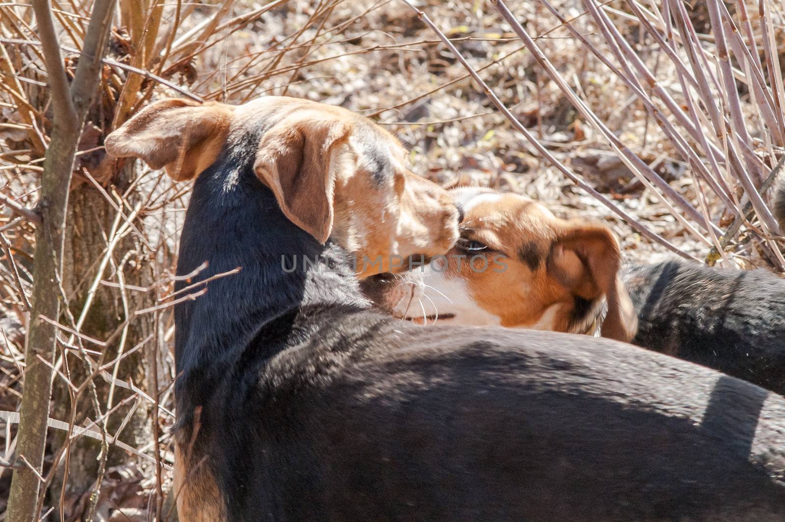 Two dogs acquaintance by antonius_