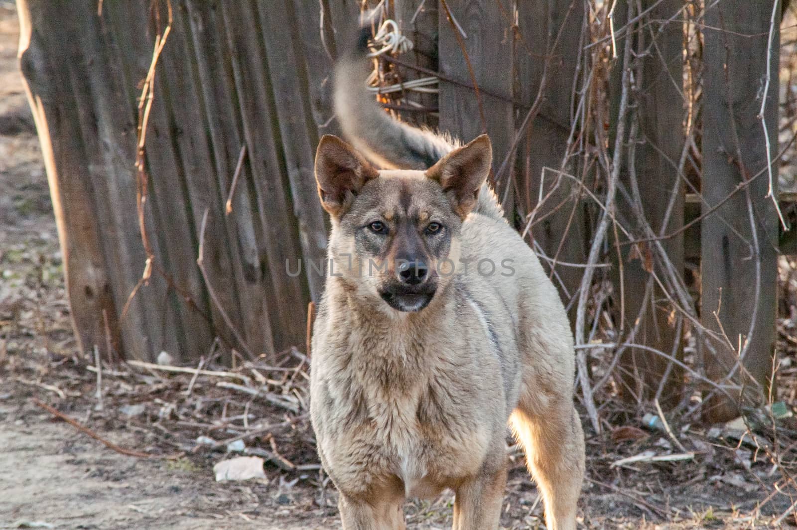 self stray dog  by antonius_