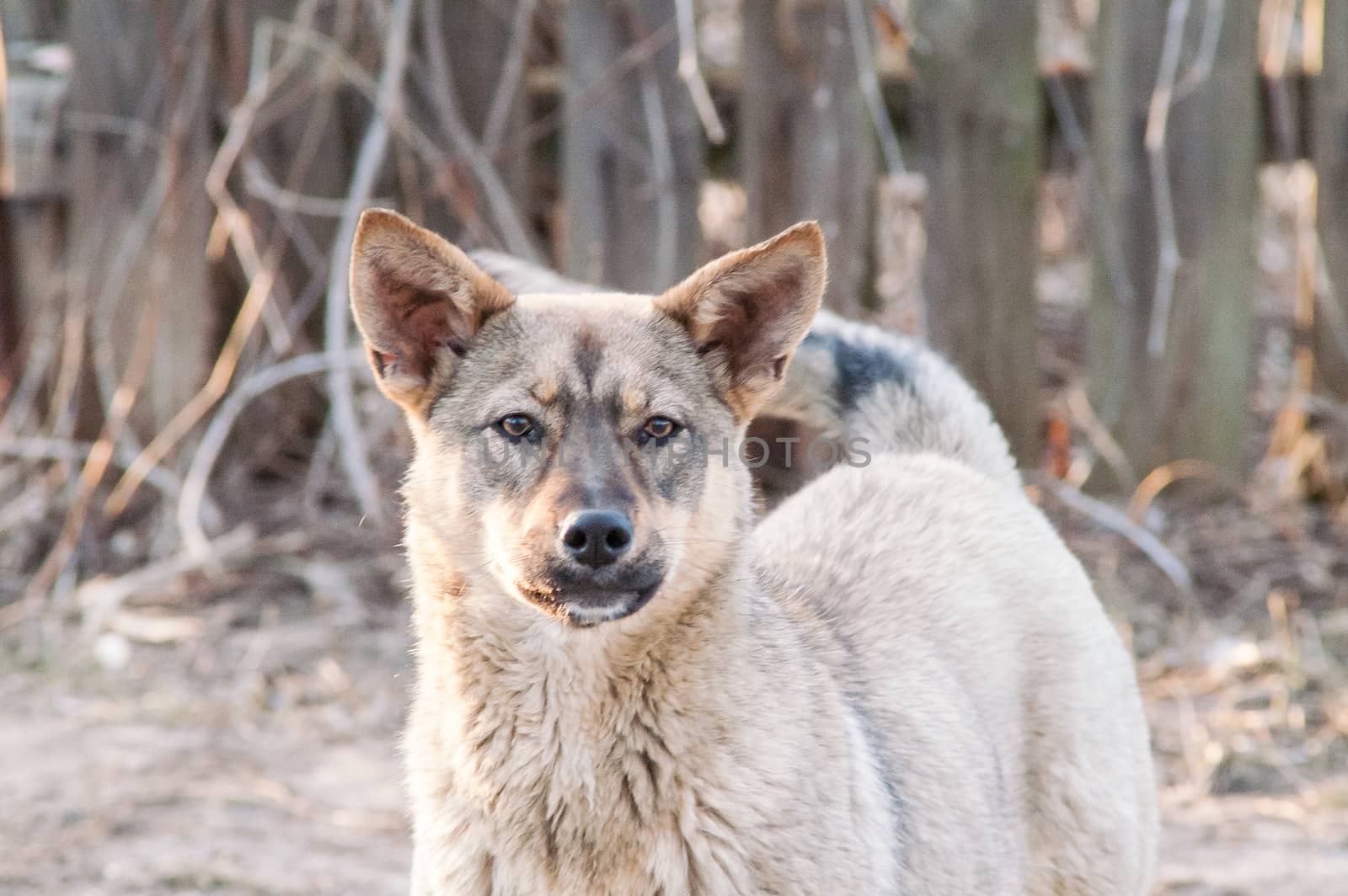 self stray dog  by antonius_