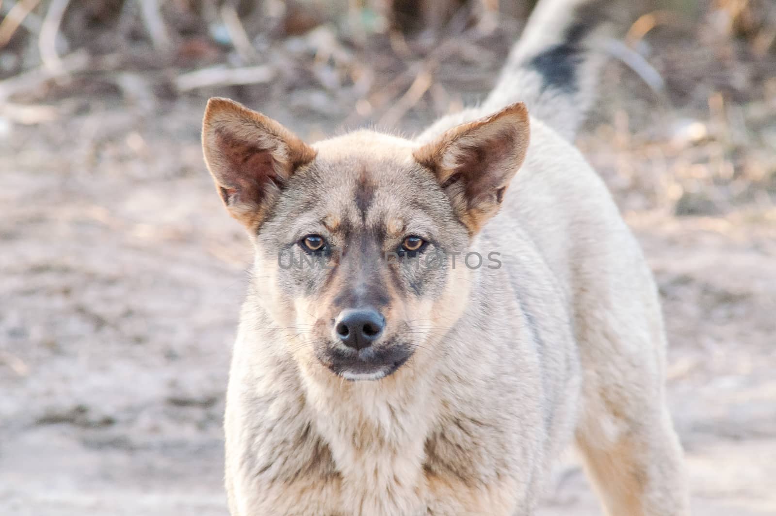 self stray dog  by antonius_