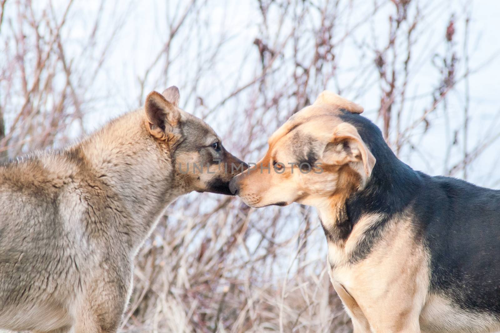 Two dogs acquaintance by antonius_