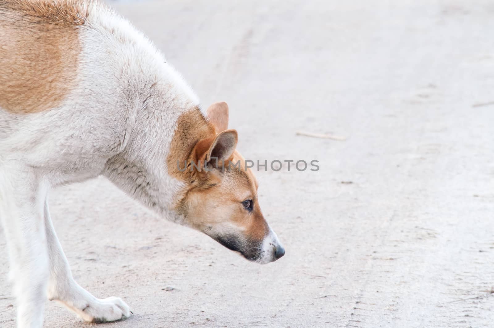 portrait, lonely self stray dog on a sunny day