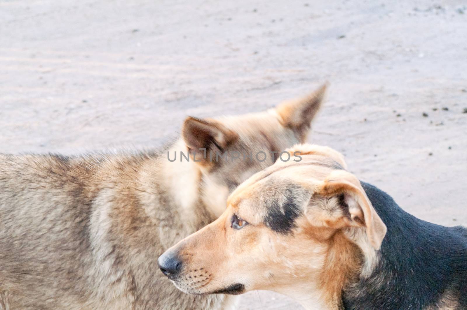 two street dogs are introduced at the meeting