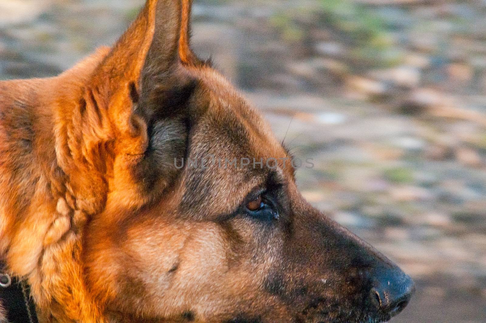 portrait of a lonely German Shepherd dog on the street