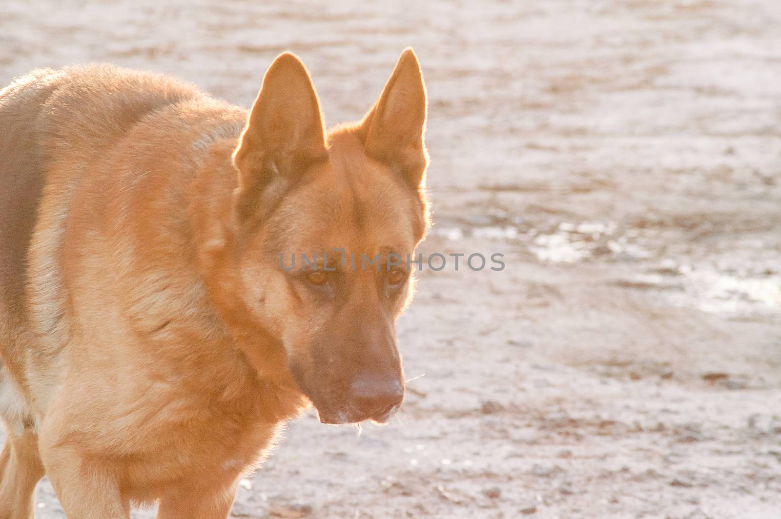 portrait of a lonely German Shepherd dog on the street