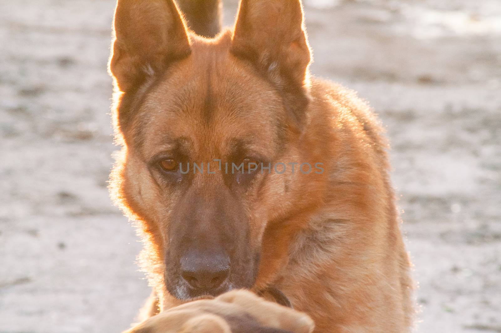 portrait of a lonely German Shepherd dog on the street