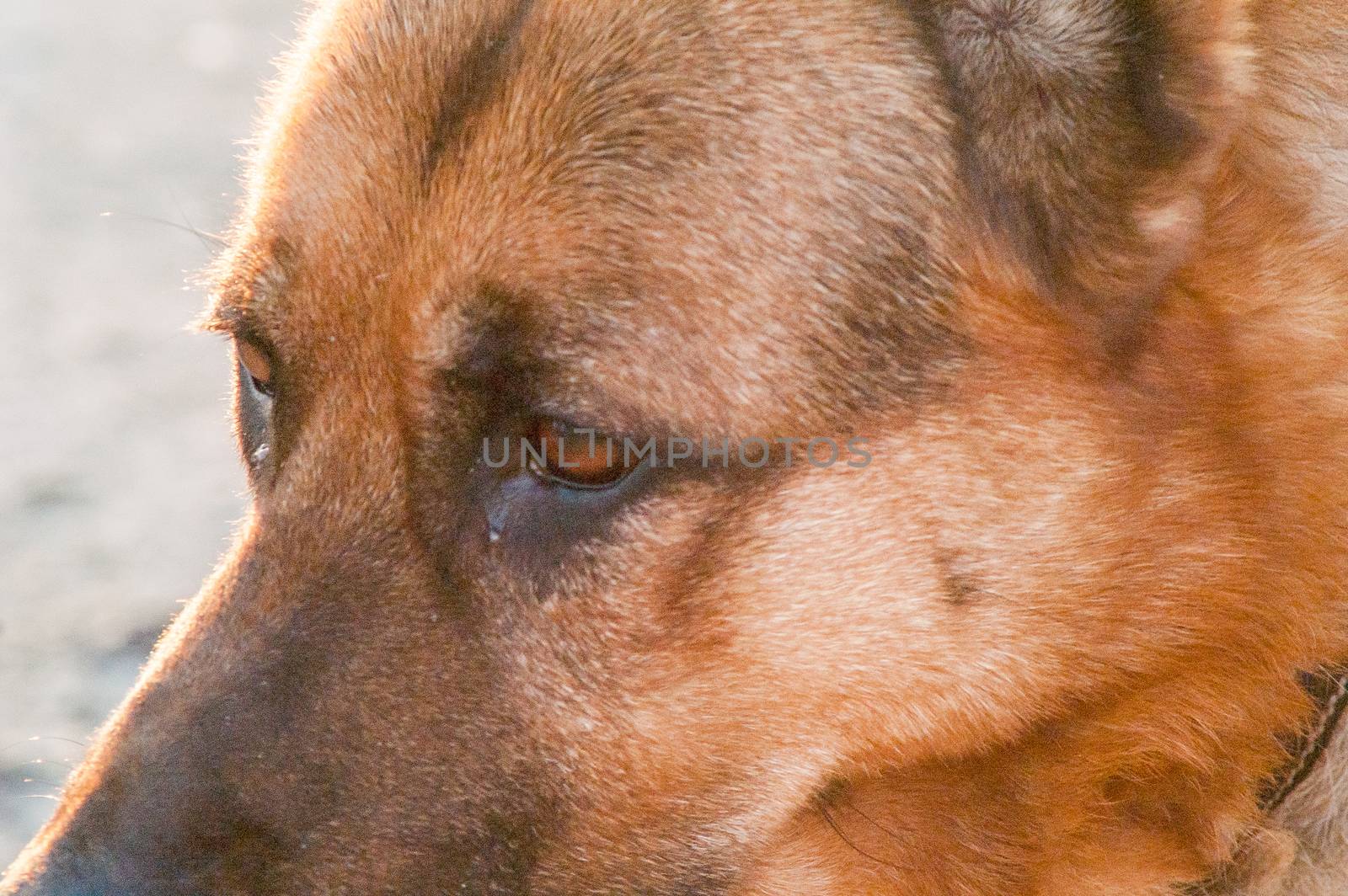 portrait of a lonely German Shepherd dog on the street