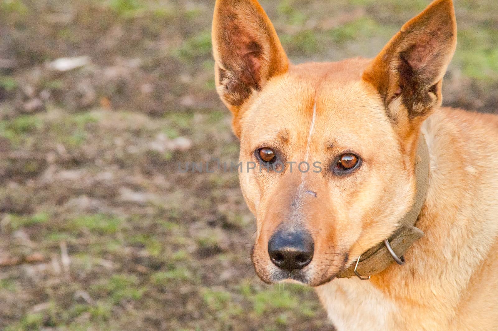 portrait, lonely self stray dog on a sunny day