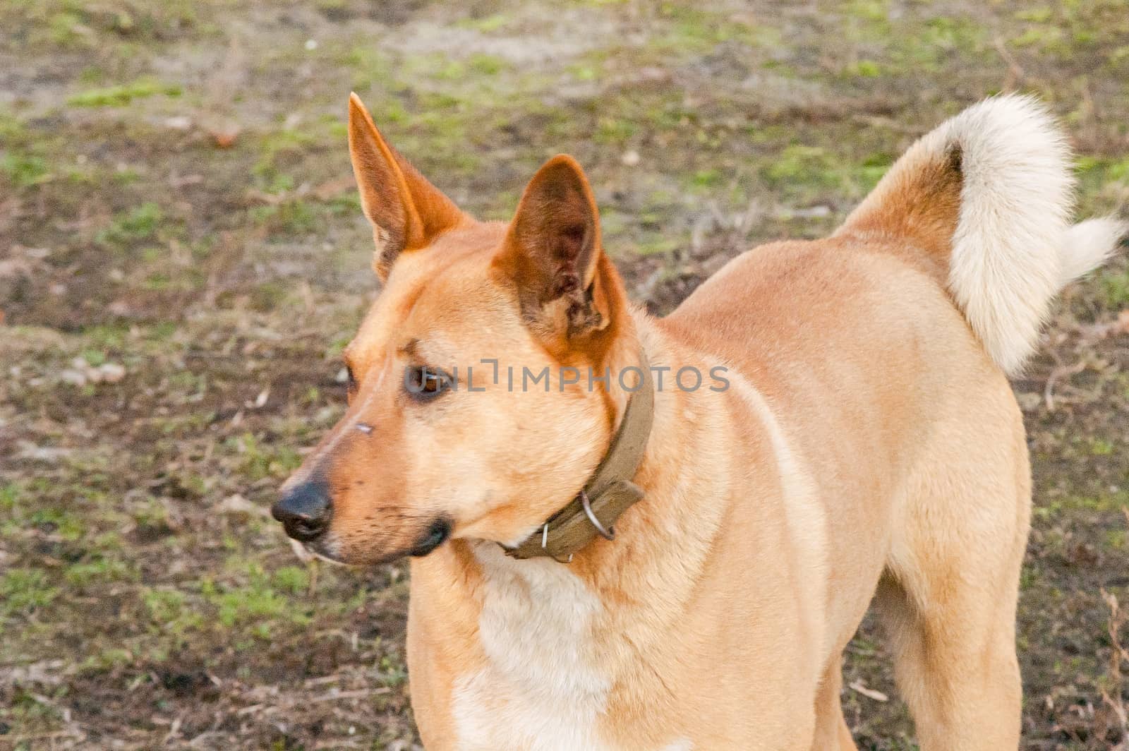 portrait, lonely self stray dog on a sunny day