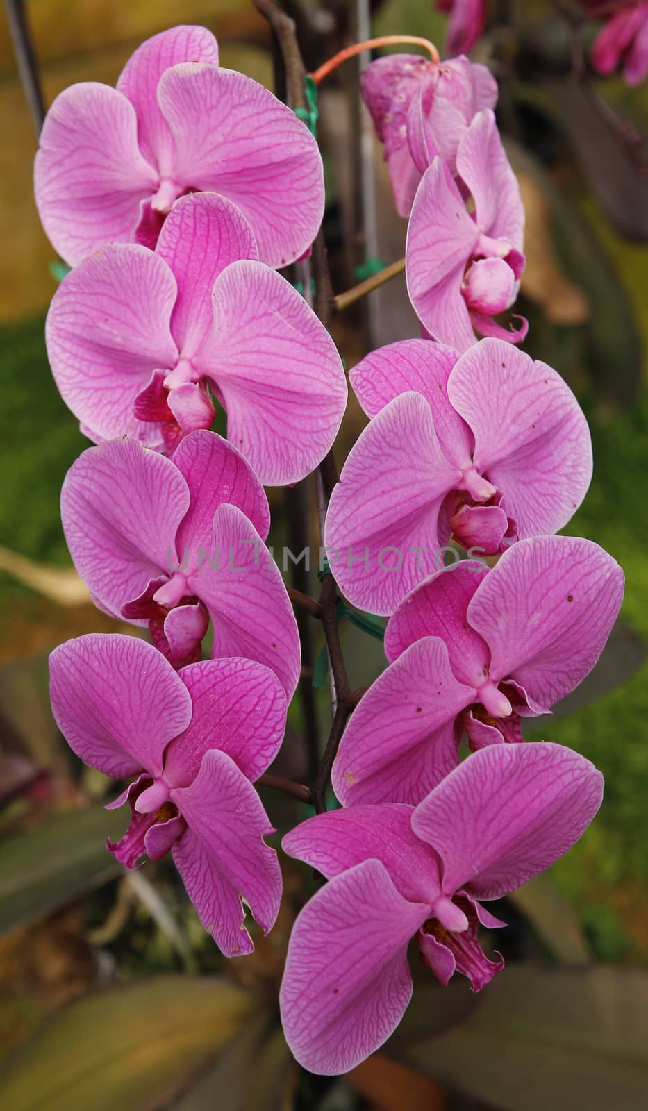  pink orchid flower